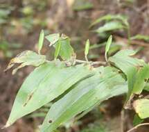 Image of toad lily