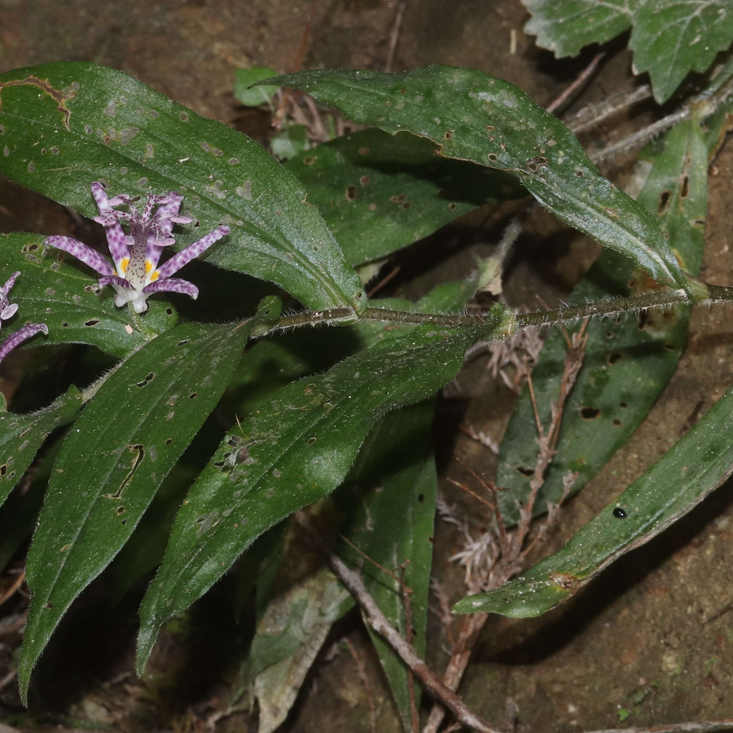 Image of toad lily