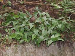 Image of toad lily