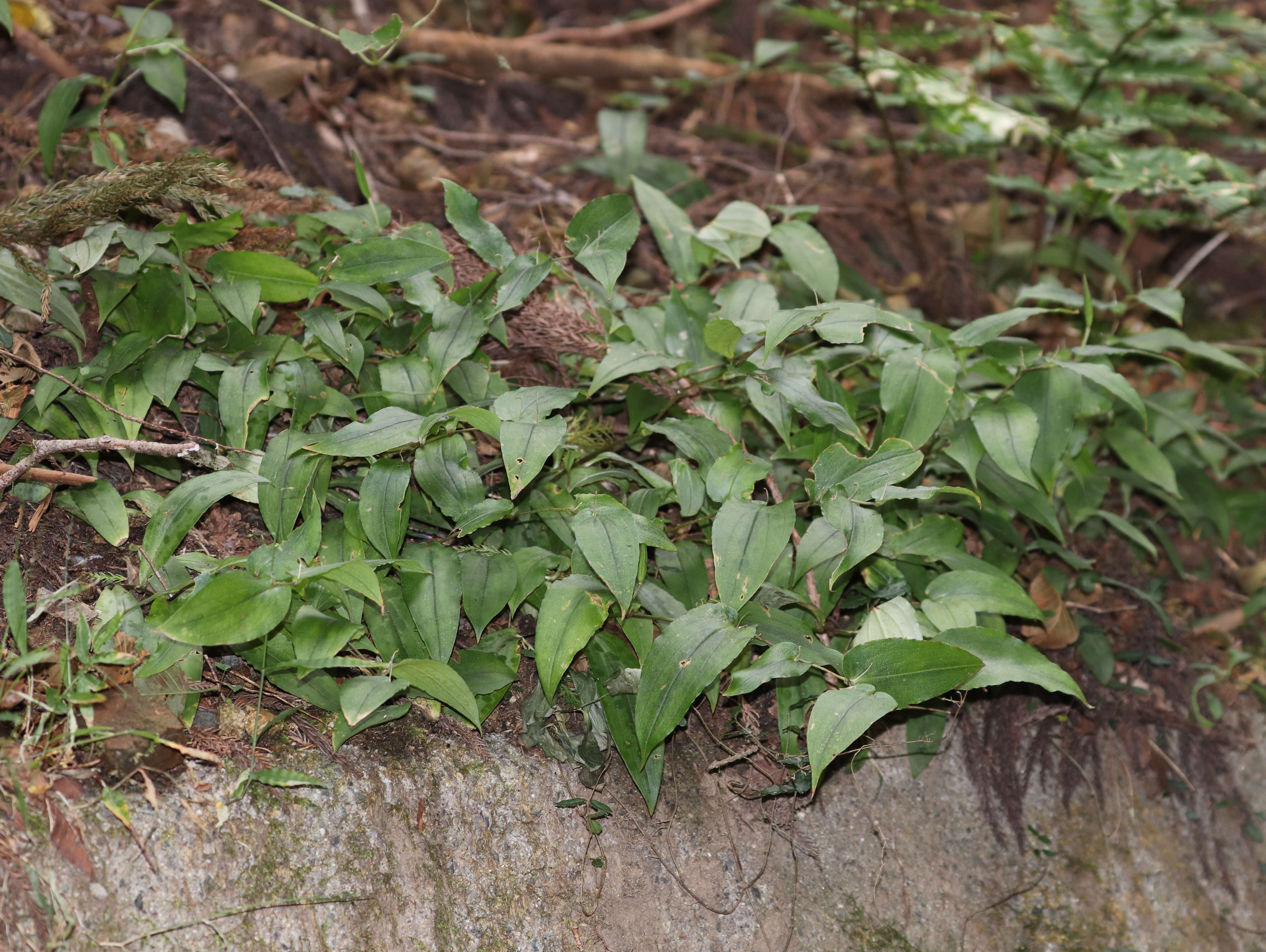 Image of toad lily