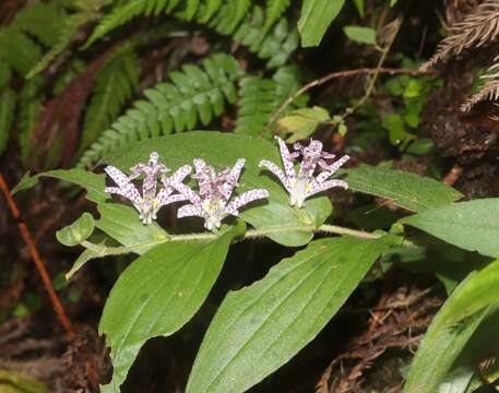 Image of toad lily