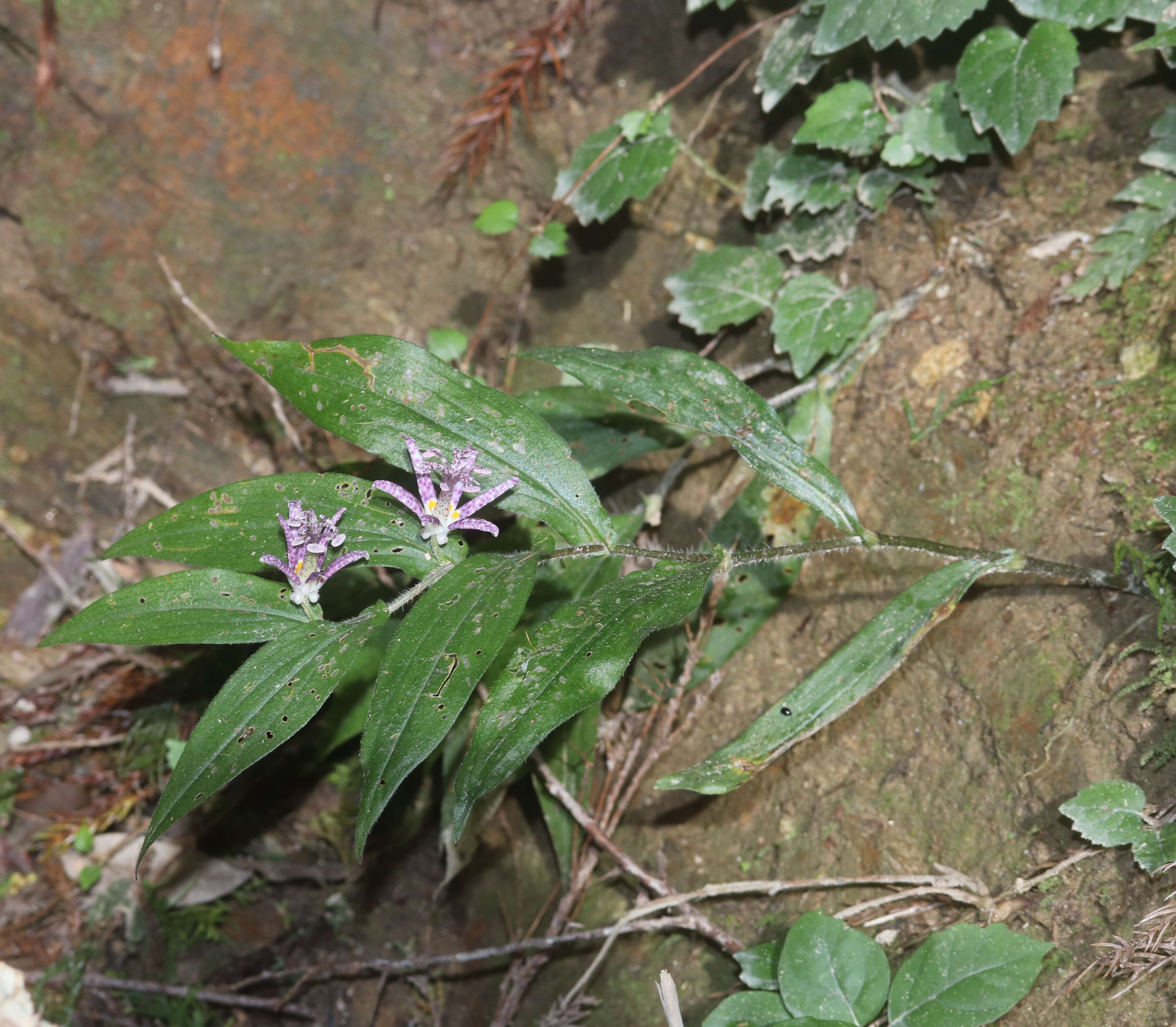 Image of toad lily