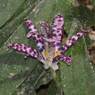 Image of toad lily