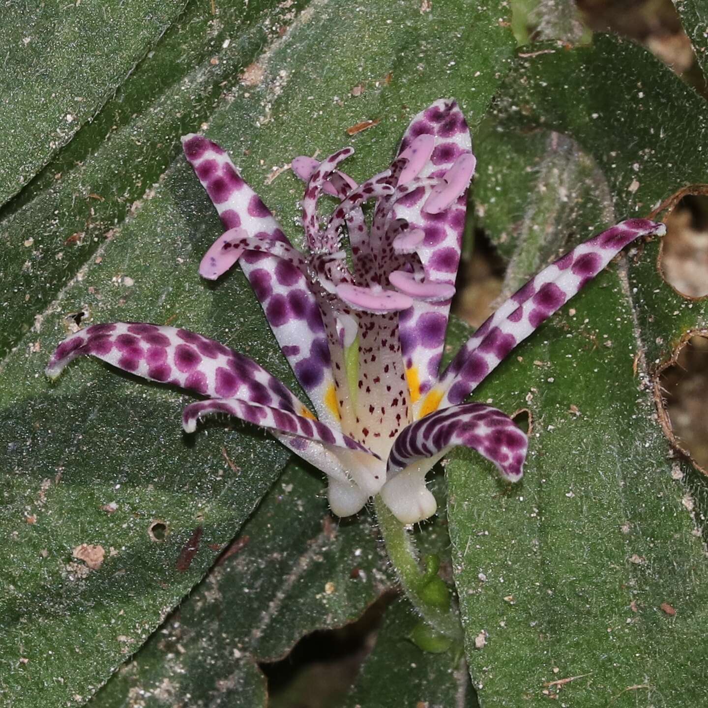 Image of toad lily