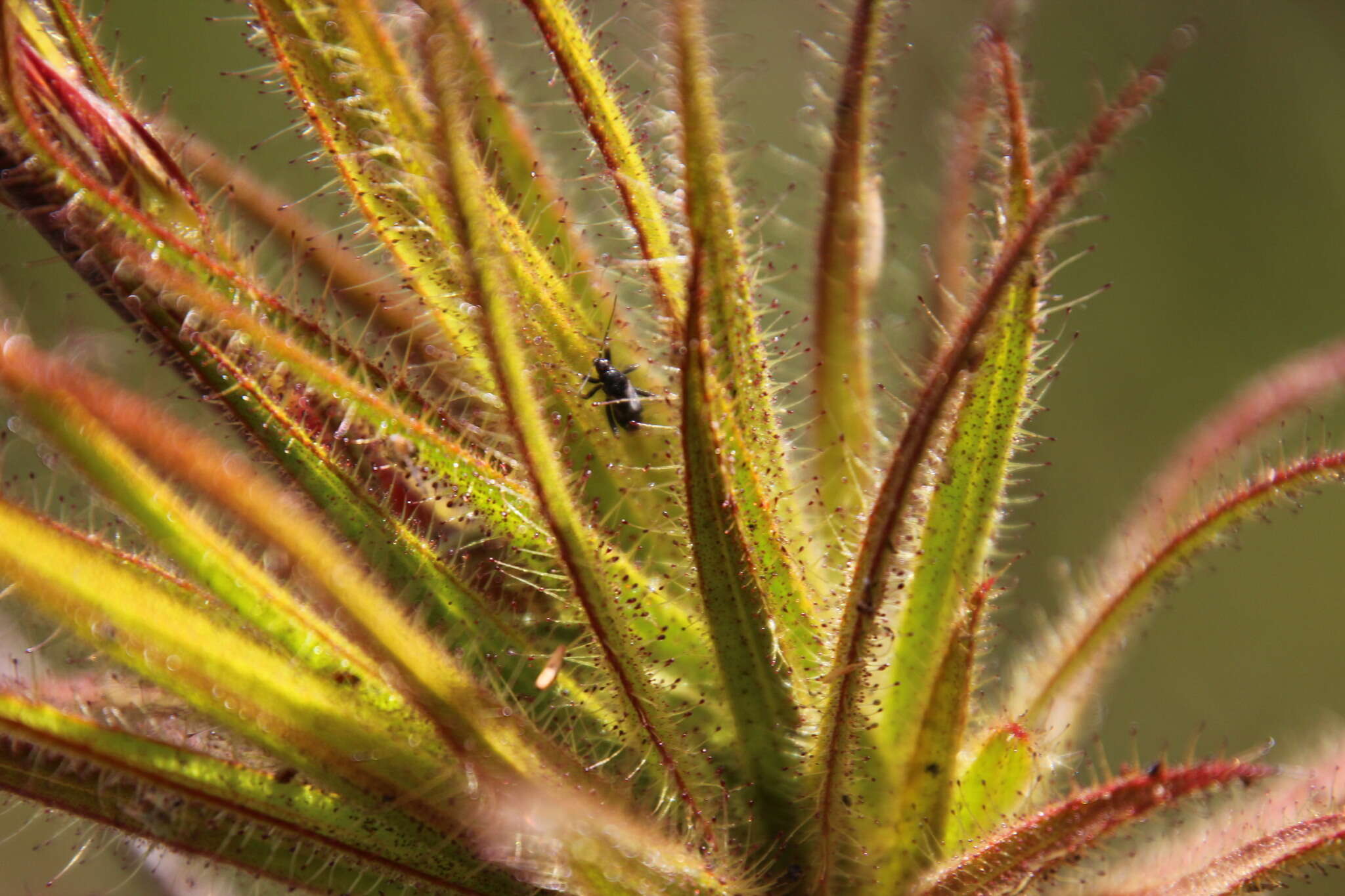 Image of Roridula gorgonias Planch.