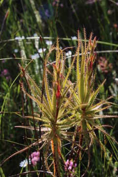 Image of Roridula gorgonias Planch.