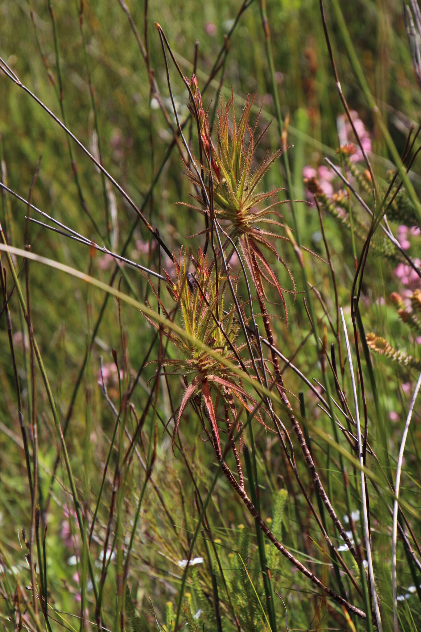 Image of Roridula gorgonias Planch.