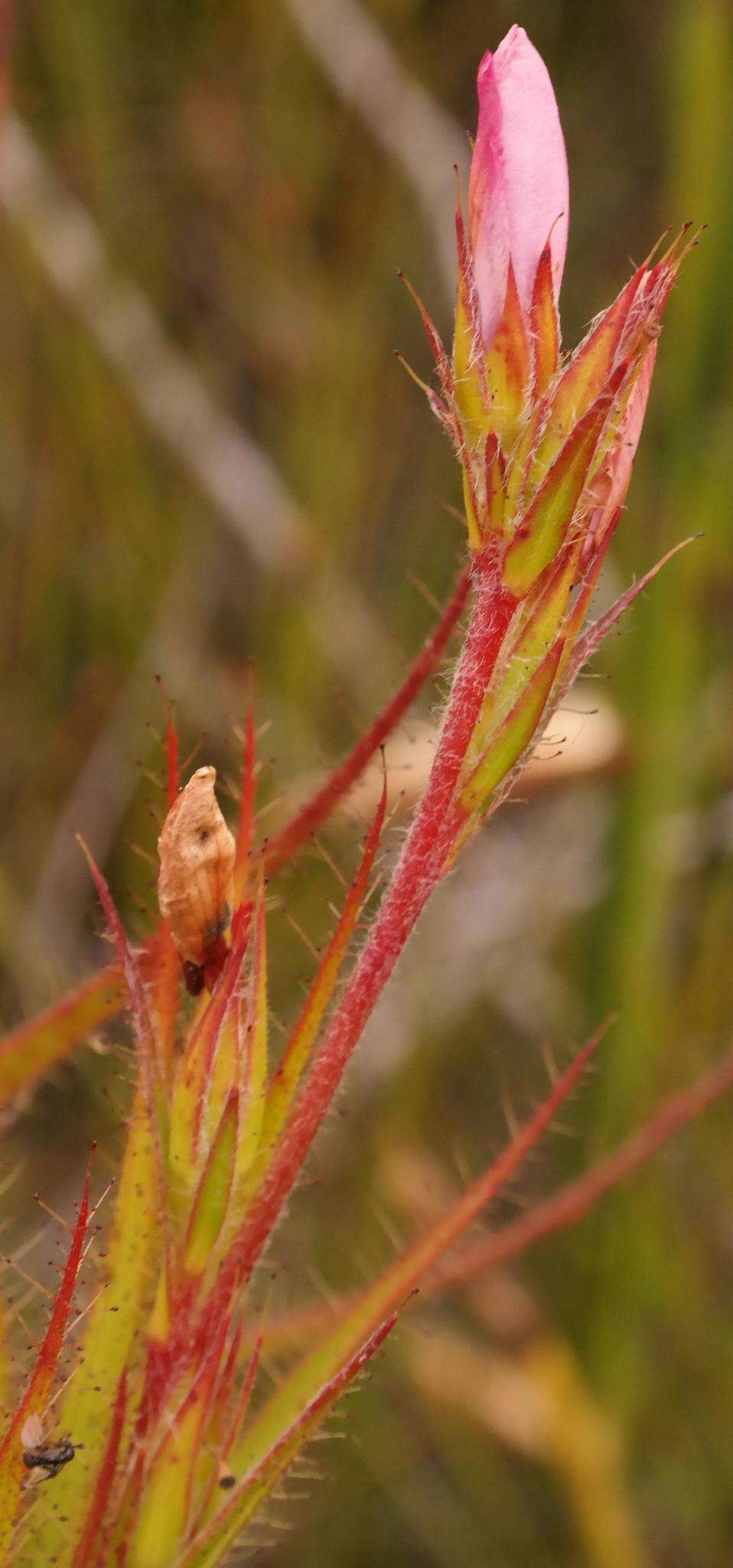 Image of Roridula gorgonias Planch.