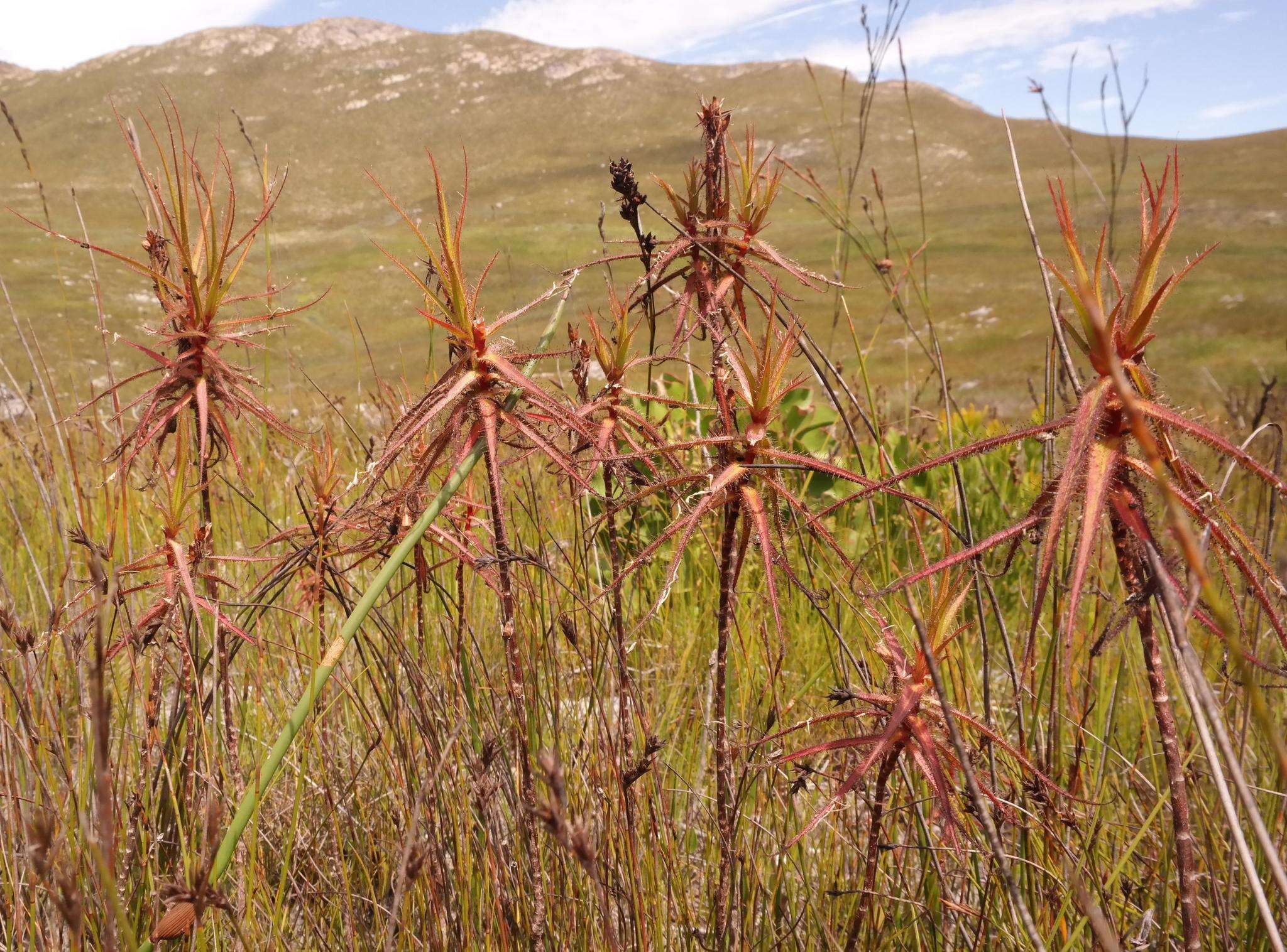 Image of Roridula gorgonias Planch.