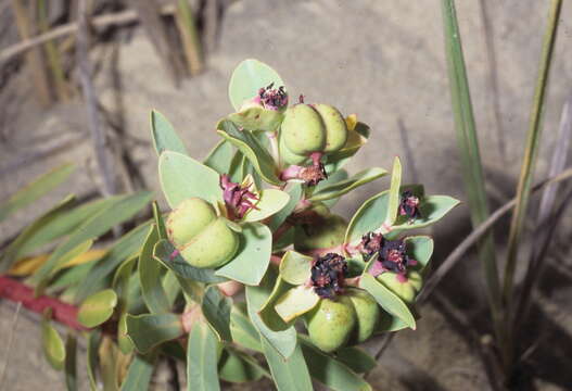 Imagem de Euphorbia glauca G. Forst.