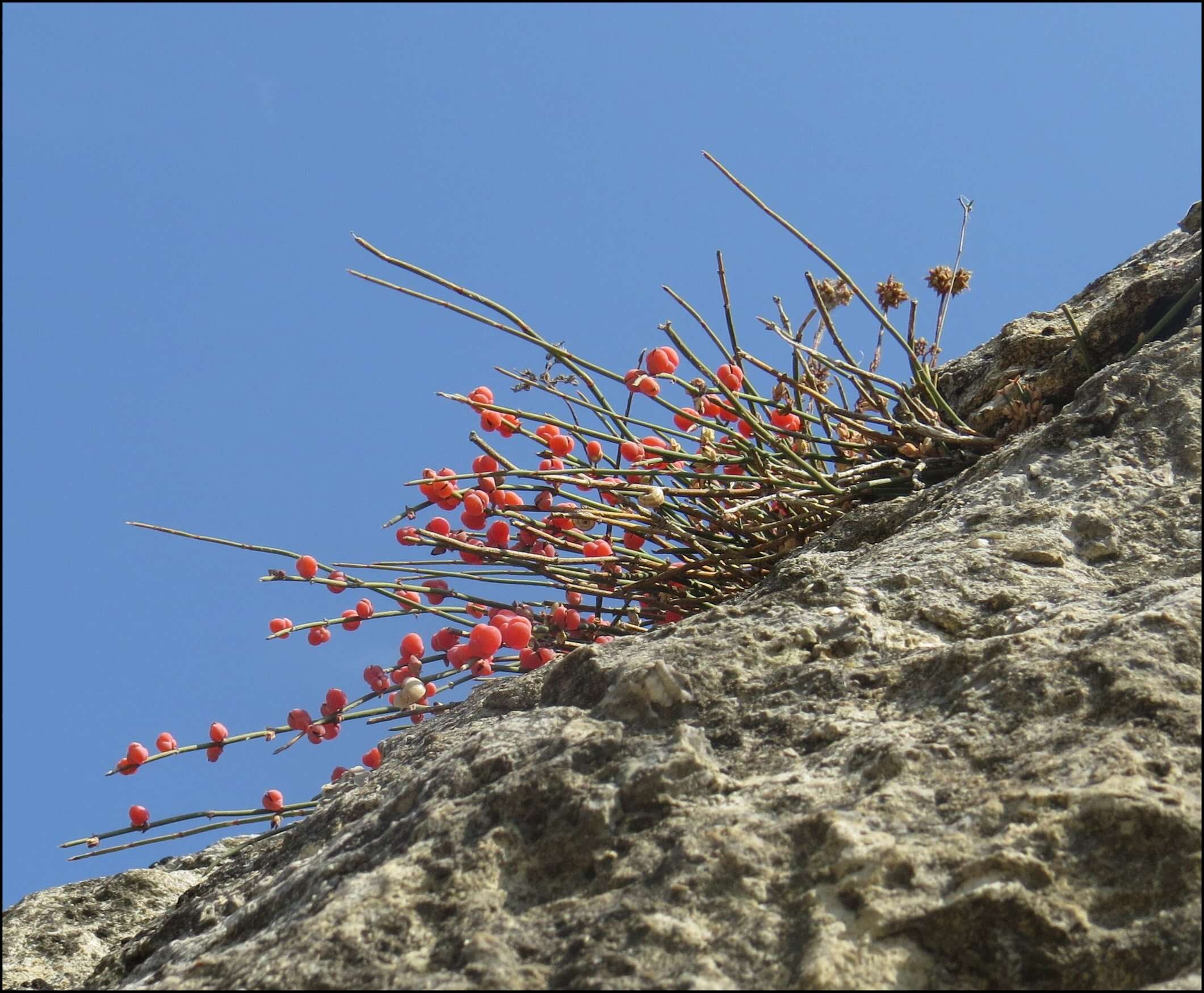 Image of Sea Grape