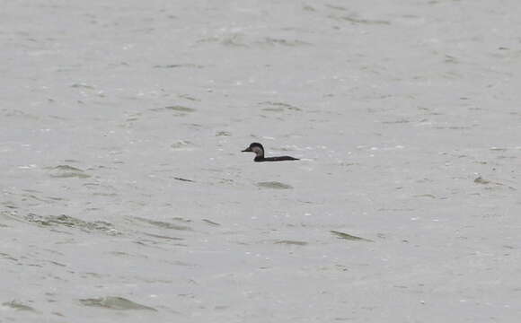 Image of American Scoter