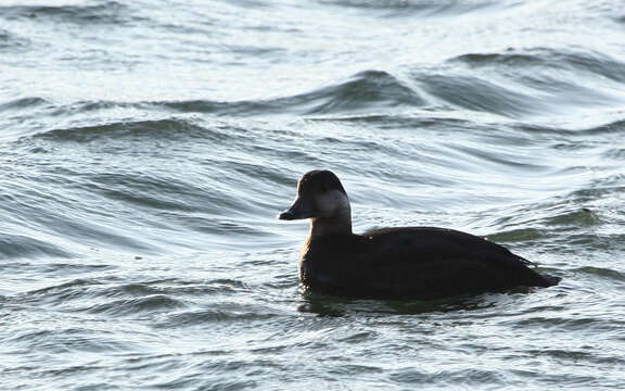 Image of American Scoter