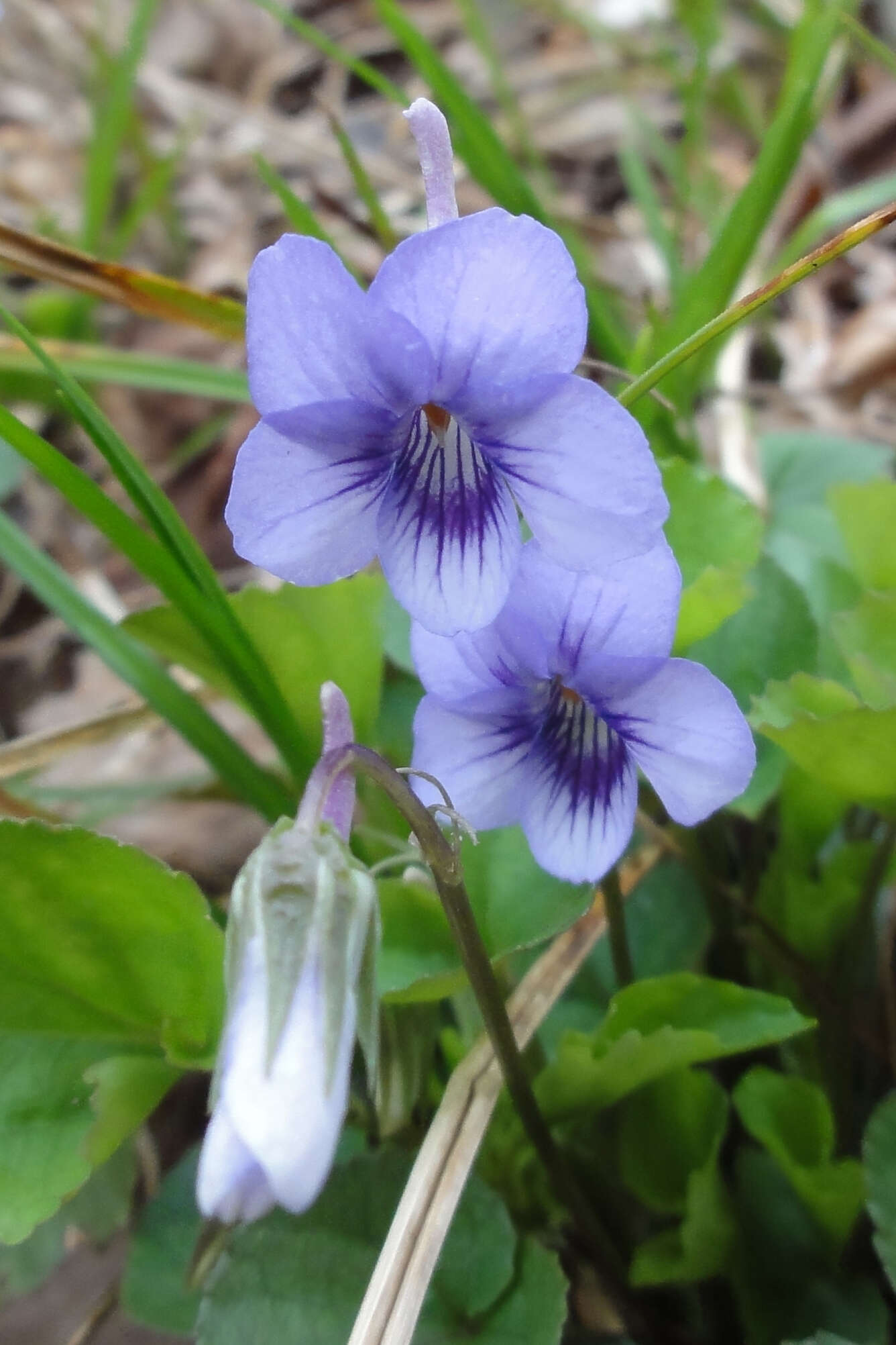 Imagem de Viola rostrata Pursh