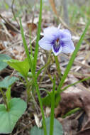 Imagem de Viola rostrata Pursh