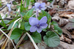 Imagem de Viola rostrata Pursh