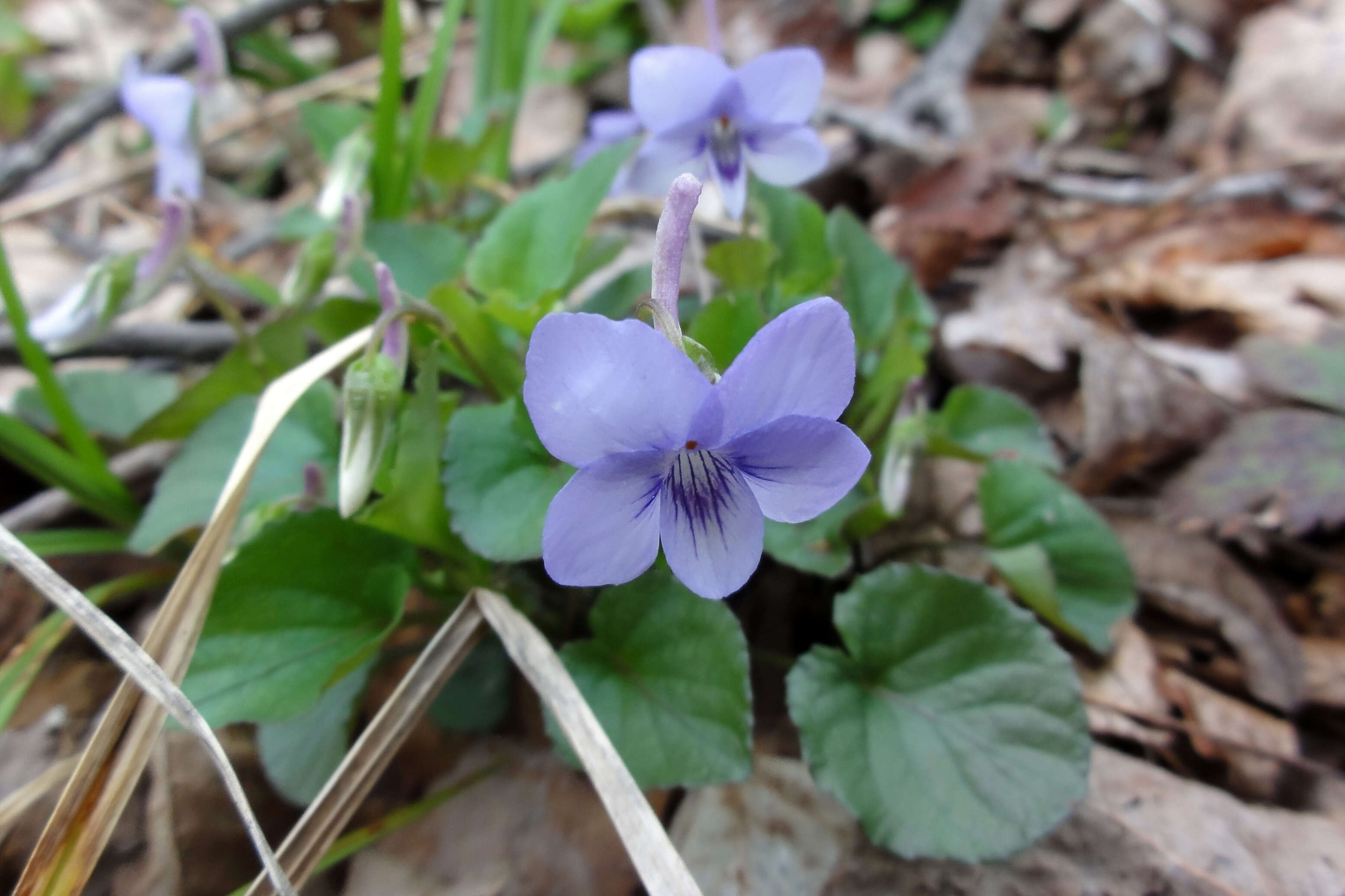 Imagem de Viola rostrata Pursh