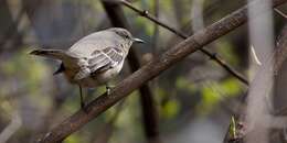 Image of Northern Mockingbird