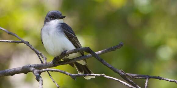 Image of Eastern Kingbird