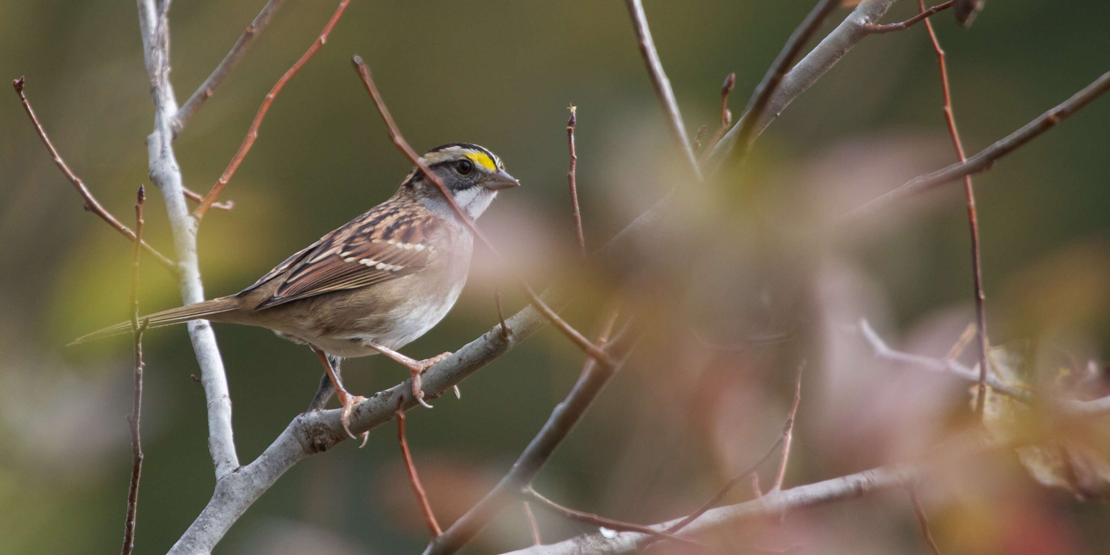 Image of White-throated Sparrow