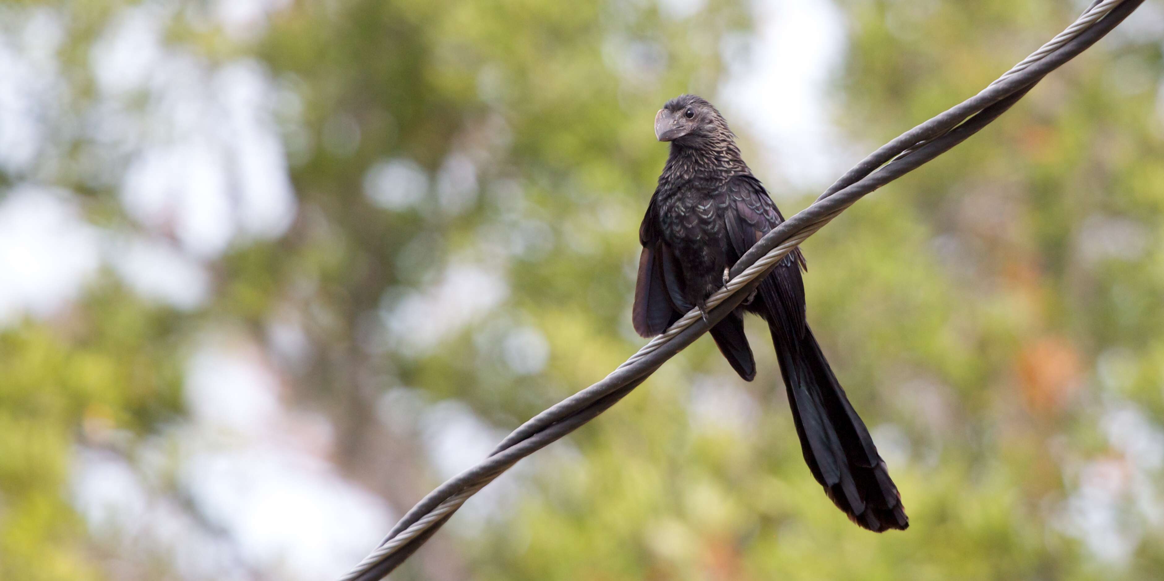 Imagem de Crotophaga Linnaeus 1758