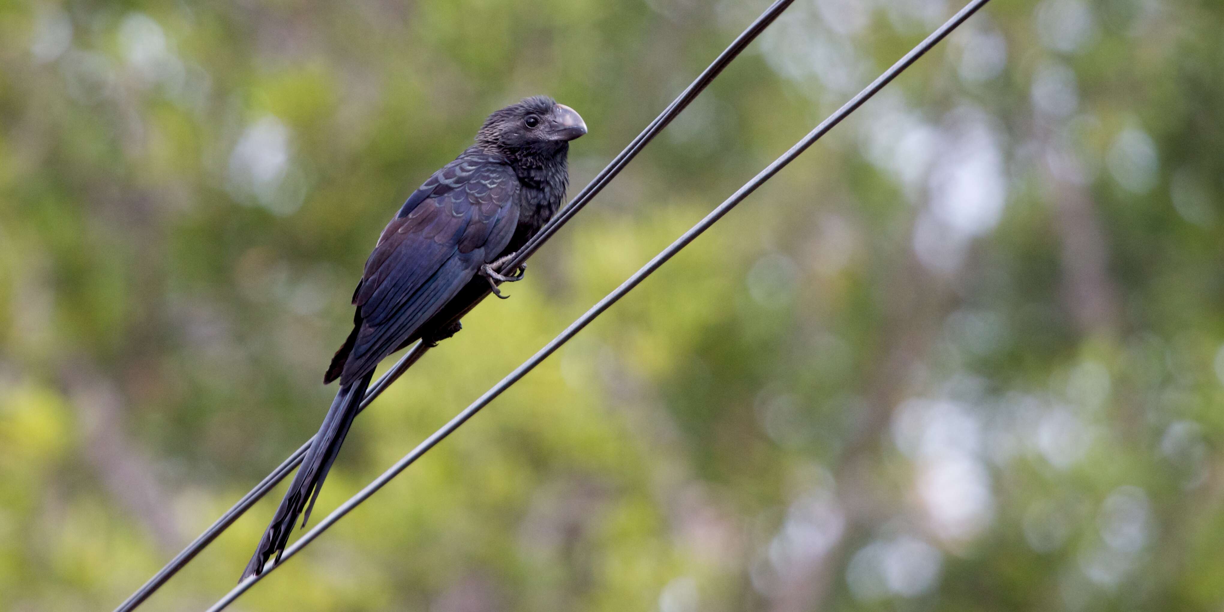 Imagem de Crotophaga Linnaeus 1758