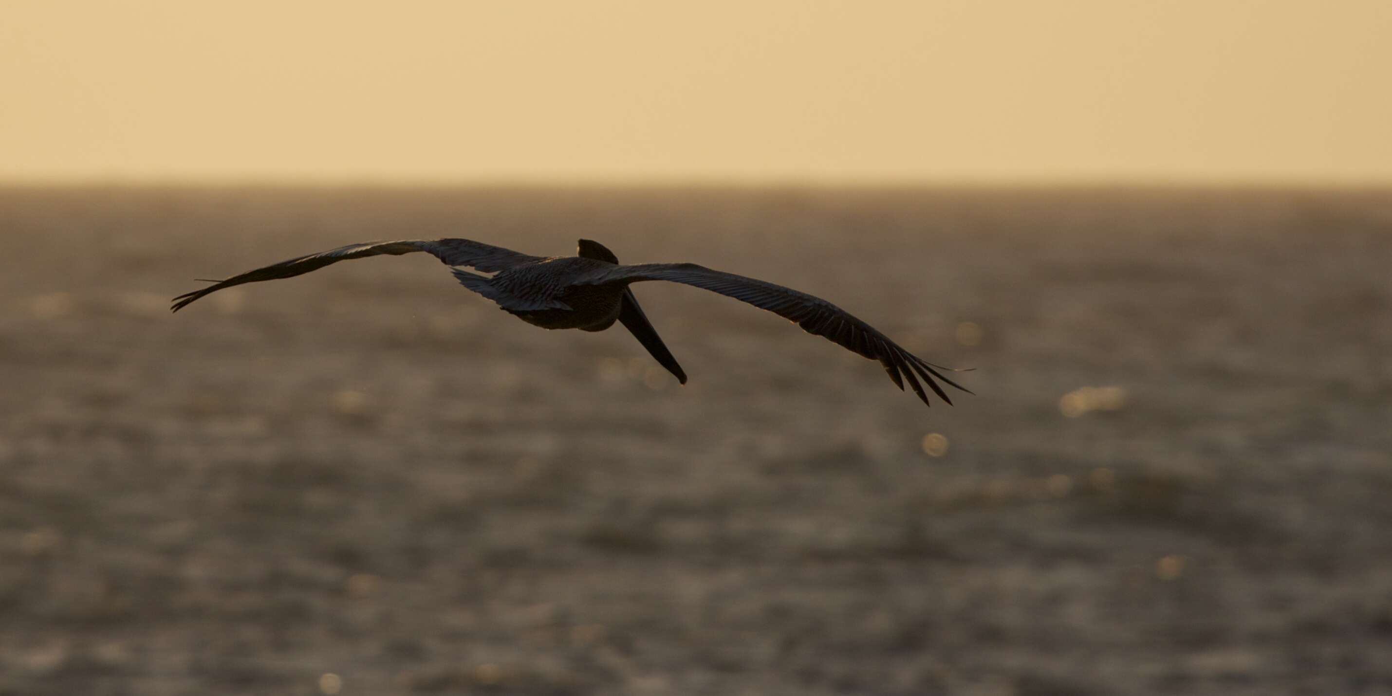 Image of Brown Pelican