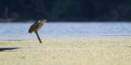 Image of Night Herons