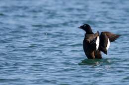 Image of White-winged Scoter