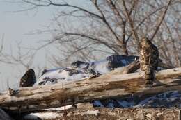 Image of Eurasian Goshawk