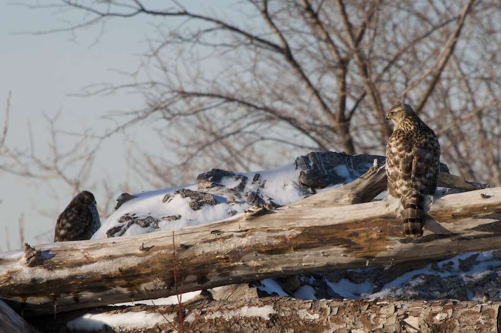 Image of Eurasian Goshawk