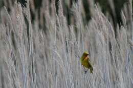 Image of Cape Weaver