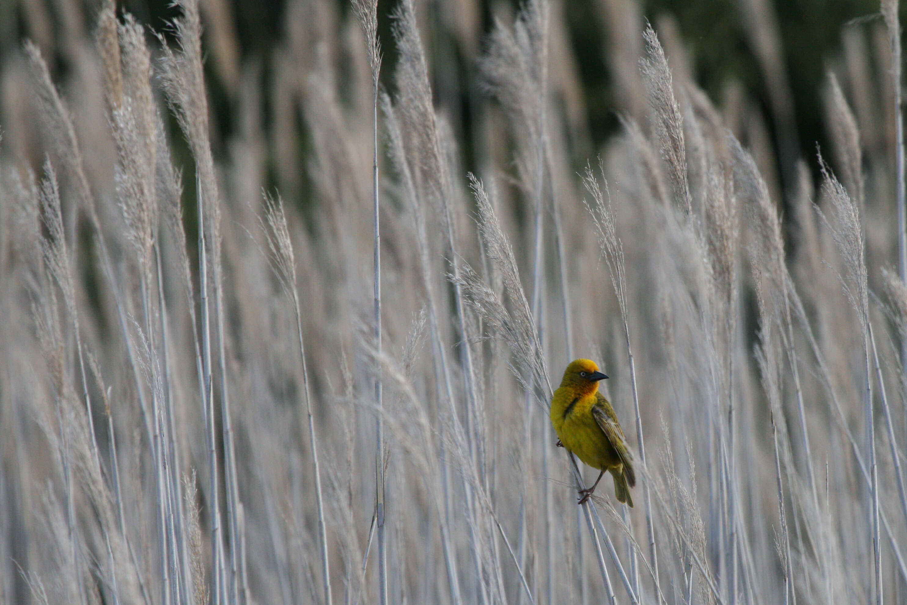 Image of Cape Weaver