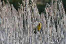 Image of Cape Weaver