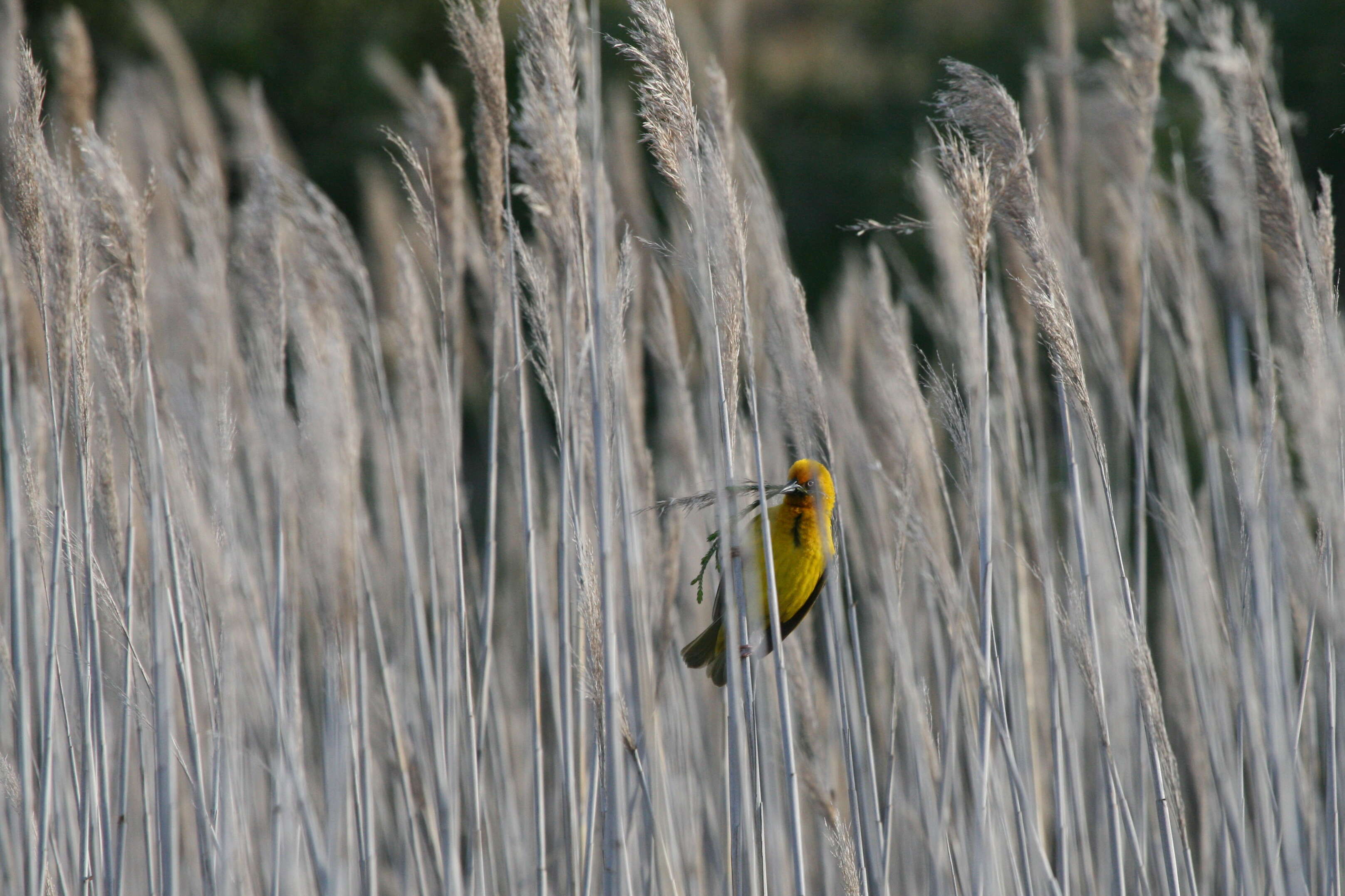 Image of Cape Weaver