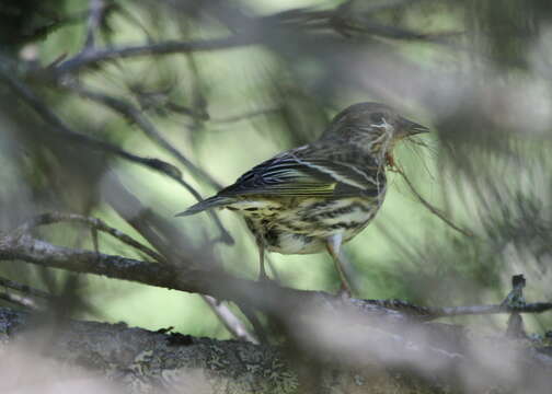 Imagem de Spinus pinus (Wilson & A 1810)