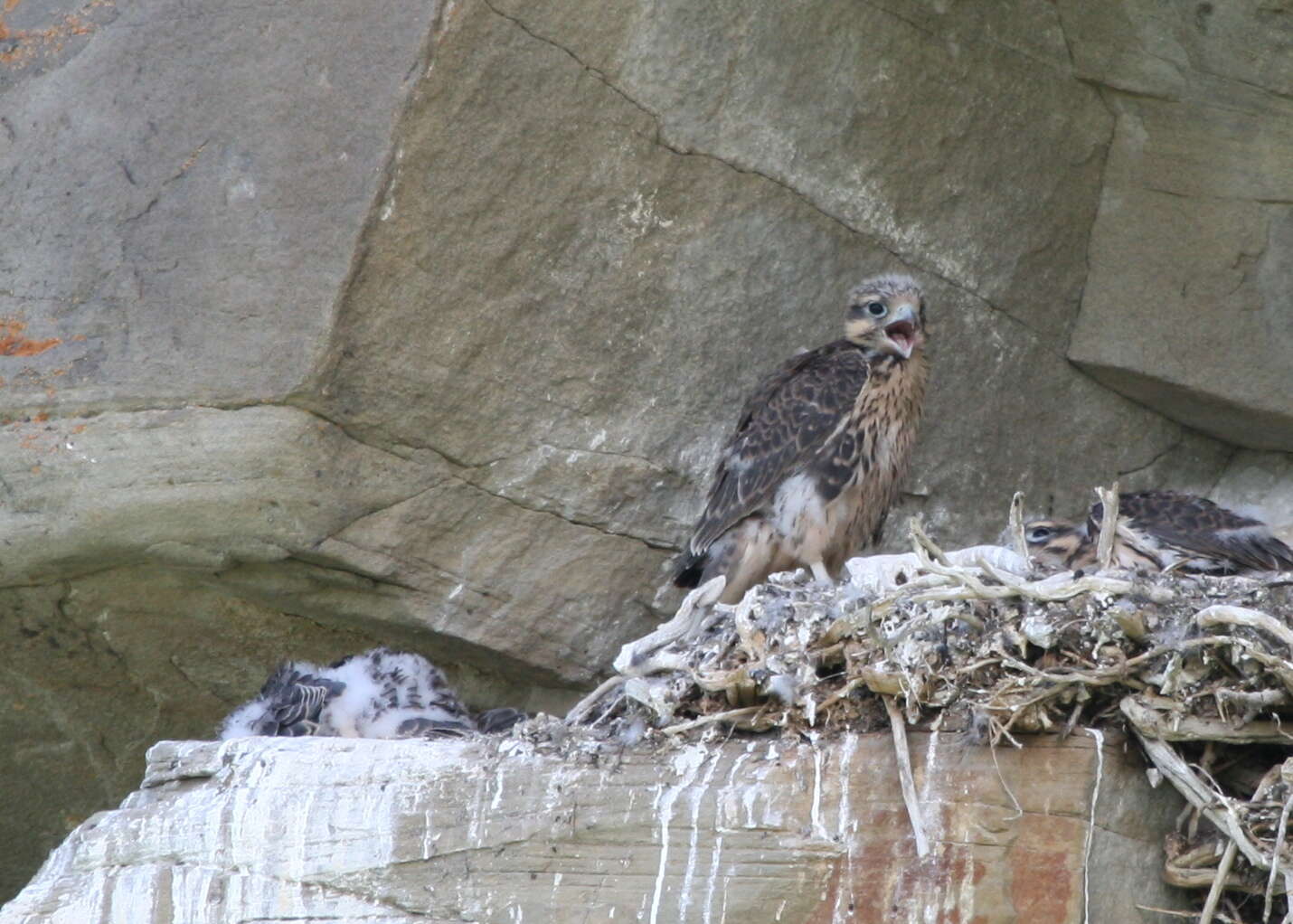 Image of Prairie Falcon