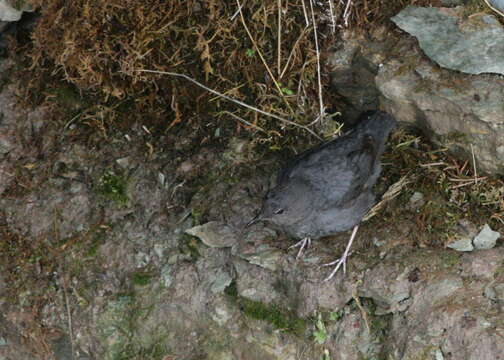 Image of American Dipper