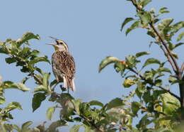 Слика од Sturnella magna (Linnaeus 1758)