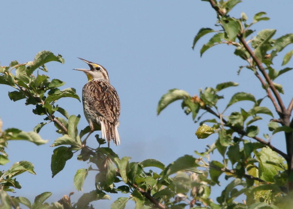 Слика од Sturnella magna (Linnaeus 1758)