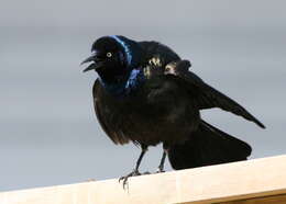 Image of Common Grackle