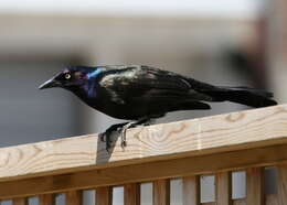 Image of Common Grackle