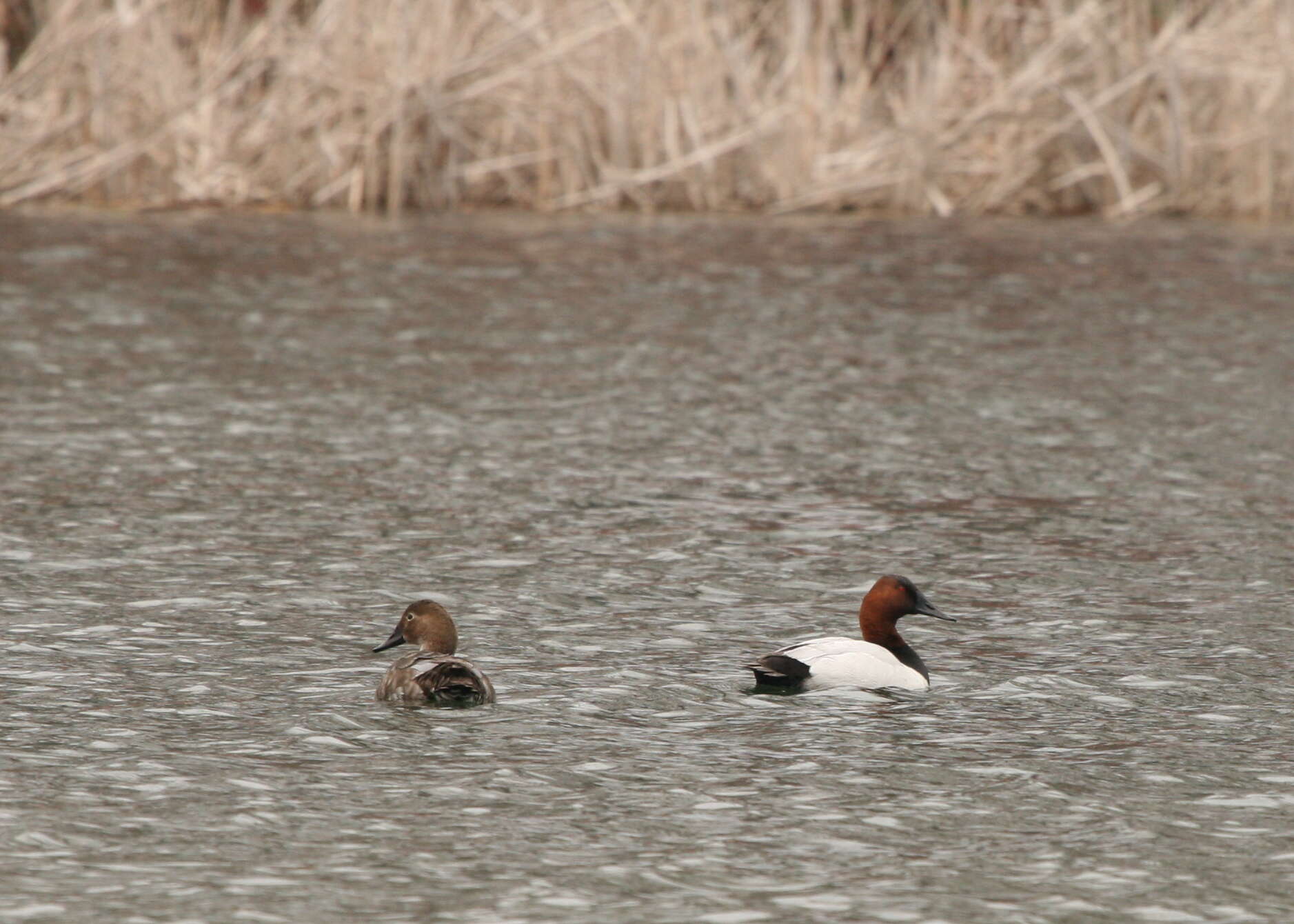 Image of Canvasback