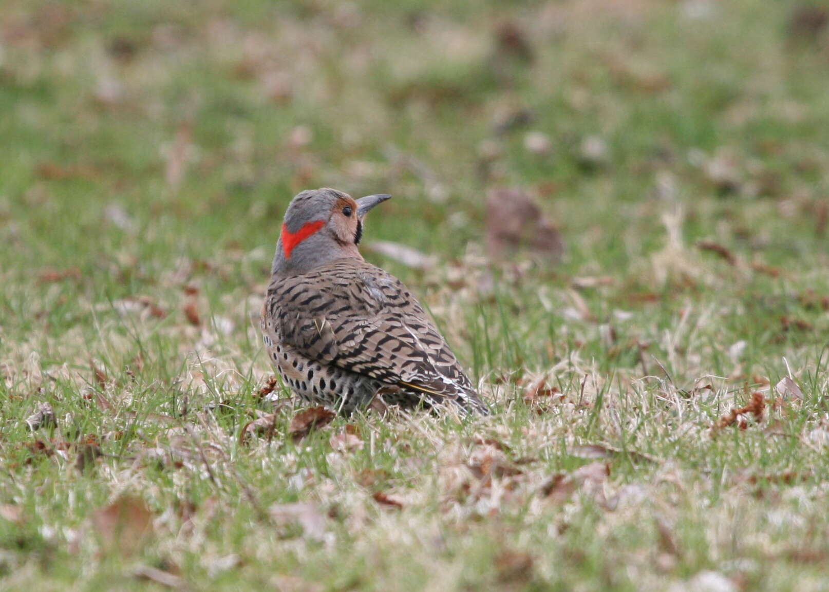 Image of Northern Flicker