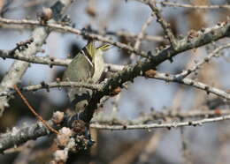 Image of goldcrests and kinglets