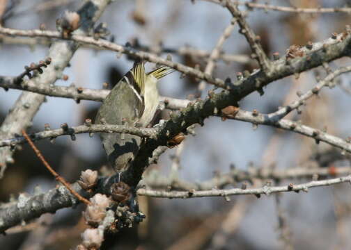 Image of goldcrests and kinglets