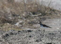 Image of Killdeer