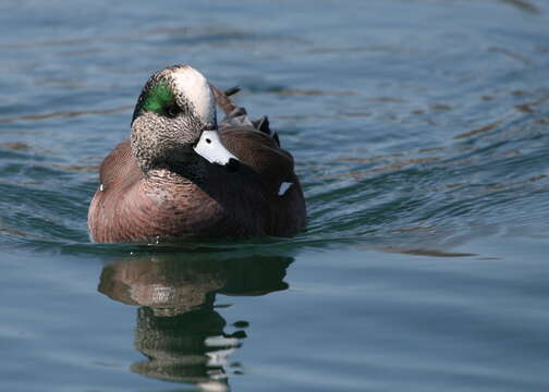 Image of American Wigeon