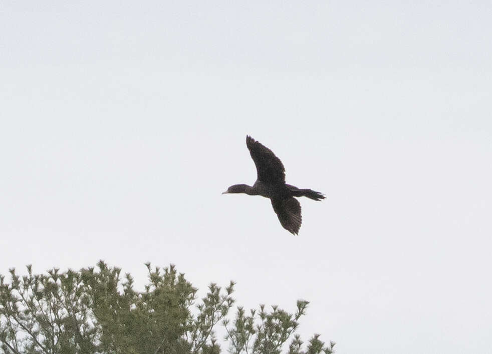 Image of Neotropic Cormorant