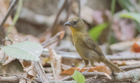 Image of Red-throated Ant Tanager